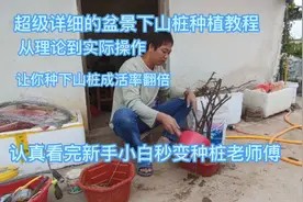 新手盆景下山桩种植教程,乐哥从经验到操作一步到位手把手教给你视频封面