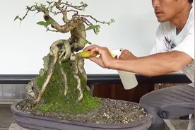 盆景入门制作!如何在岩石侧边种植!金梅盆栽;从自己开始!视频封面