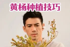 黄杨种植技巧 一棵桩能否翻五倍就在这几个关键#花卉绿植 #黄杨盆景 #珍珠黄杨盆景 #盆景制作技巧 #精品盆景视频封面