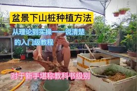 盆景下山桩教科书级别的种植教程,看完还不会种我到你家亲自教你视频封面