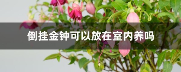 倒挂金钟可以放在室内养吗