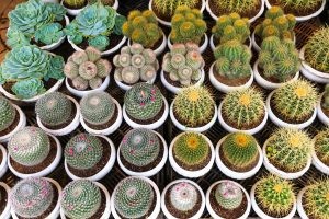 7 年沃尔玛最受好评的 2024 种室内植物