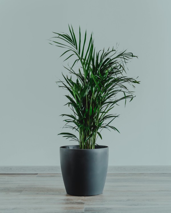 沃尔玛的植物