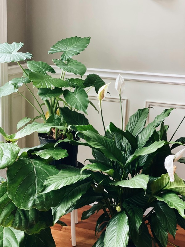 沃尔玛的植物