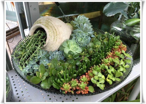 园艺DIY：介绍我的“水果盘种植”