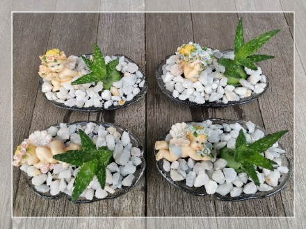 园艺DIY："冰激凌小碗”种植