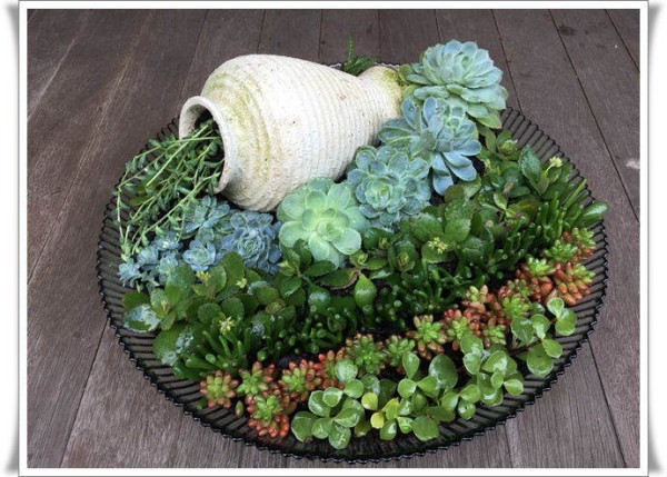 园艺DIY：介绍我的“水果盘种植”