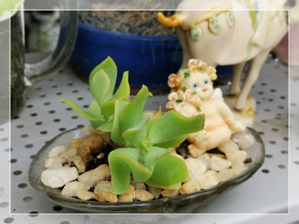 园艺DIY："冰激凌小碗”种植