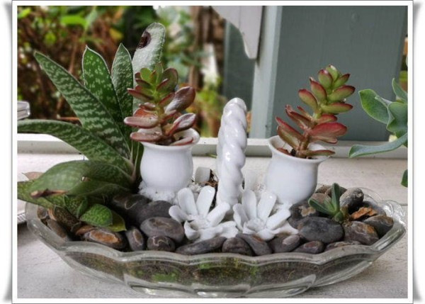 园艺DIY：介绍我的“水果盘种植”