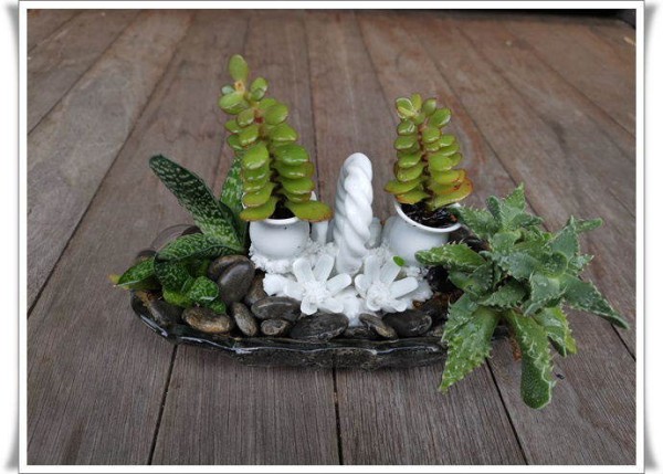 园艺DIY：介绍我的“水果盘种植”