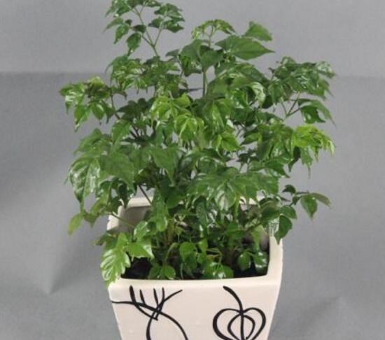 家养幸福树的对风水有好处吗