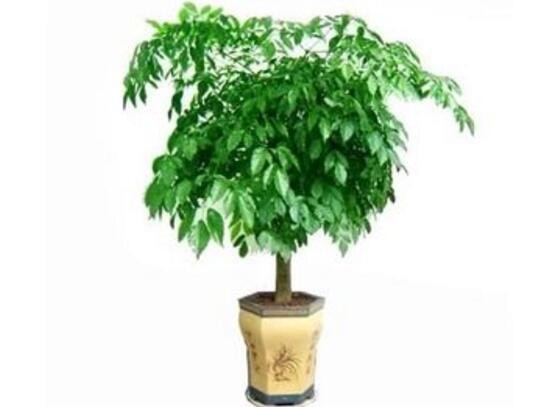 家养幸福树的对风水有好处吗