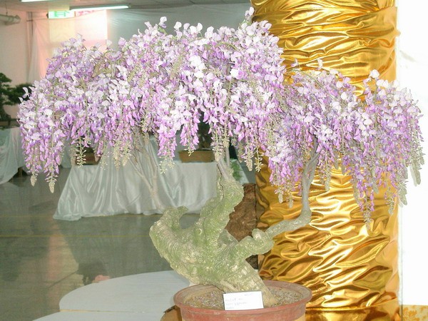 插花