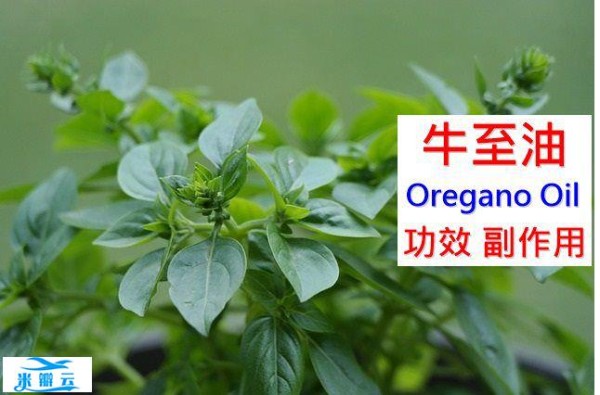 牛至油的5种功效与副作用（10点使用禁忌请小心）-第1张图片