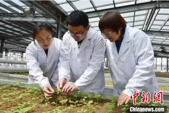 图为吕文霞(左)与同事观察马铃薯幼苗生长情况。张蜀雁摄