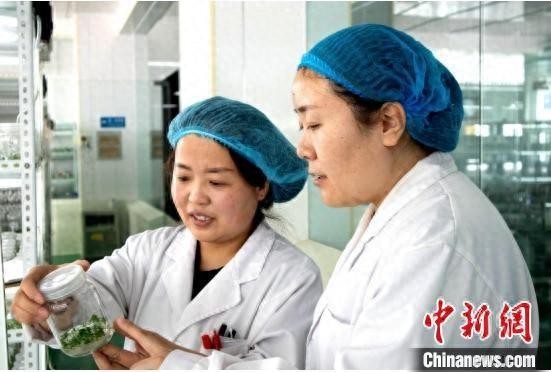图为吕文霞(右)与同事观察马铃薯幼苗培育情况。张蜀雁摄