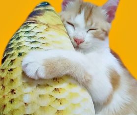 “养猫清洁秘籍,宠物生活更健康”