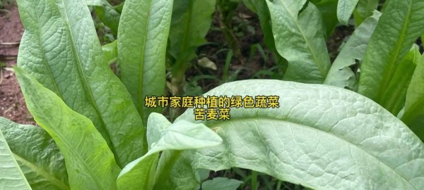 油麦菜生长周期及其养护技巧（掌握生长周期，轻松种出健康油麦菜）-第1张图片-绿意生活