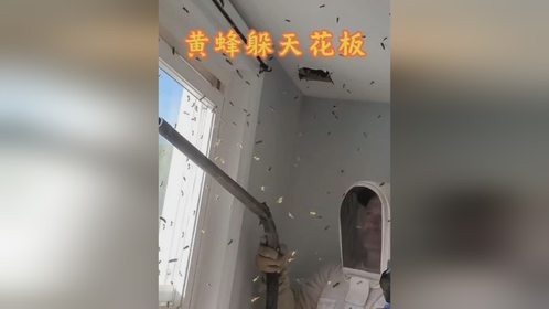 大黄蜂将蜂巢安在天花板内让男子彻夜难眠
