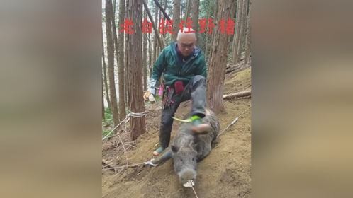 老白山头山脚布置陷阱捉住两百斤大野猪