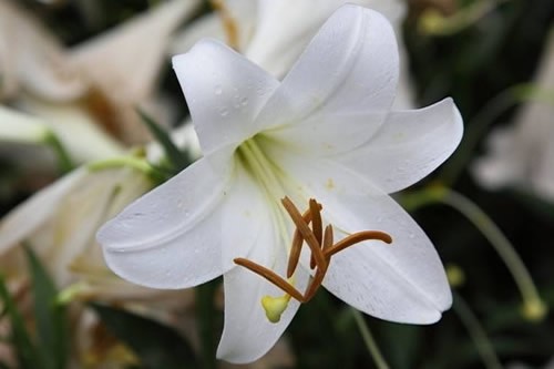 家里的绿植怎么才能养好 家里养的绿植怎么才能长得快