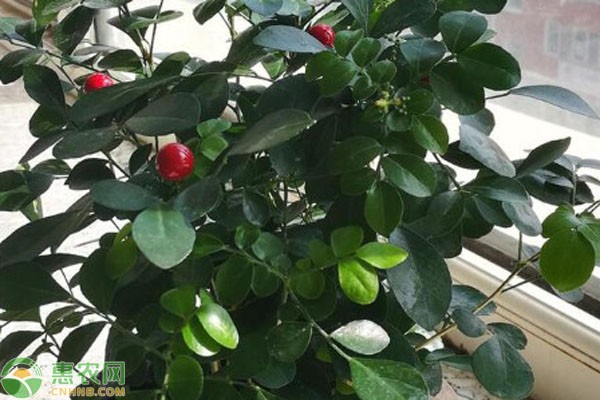 绿植怎么养才能更旺盛？-图片版权归惠农网所有