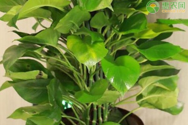 绿植怎么养才能更旺盛？-图片版权归惠农网所有