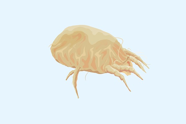 怎么除螨虫最有效