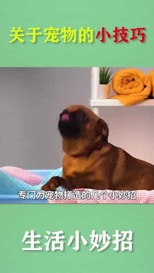 靠宠物的生活方式？养宠物必备的十大实用小技巧