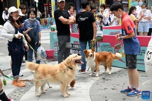 宠物宣言：如何做一个负责任的宠物主人？养宠物必备知识和技巧