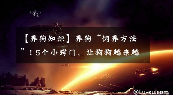【养狗知识】养狗“饲养方法”! 5个小窍门，让狗狗越来越听话文章配图