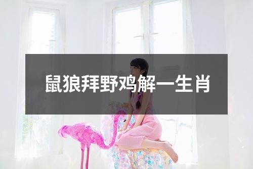 鼠狼拜野鸡解一生肖