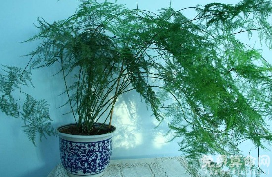 文竹摆放在<a href=https://www.zgjm2008.com/diy/shufang.html target=_blank class=infotextkey><a href=https://www.zgjm2008.com/diy/shu2.html target=_blank class=infotextkey>书</a>房</a>最好，能提高人们的<a href=https://www.zgjm2008.com/diy/gongzuo.html target=_blank class=infotextkey><a href=https://www.zgjm2008.com/diy/gongzuo.html target=_blank class=infotextkey>工作</a></a><a href=https://www.zgjm2008.com/diy/xiaoshuai.html target=_blank class=infotextkey>效率</a>