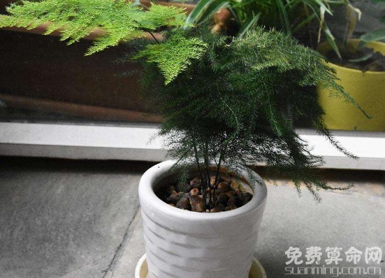 文竹摆放在书房最好，能提高人们的工作效率