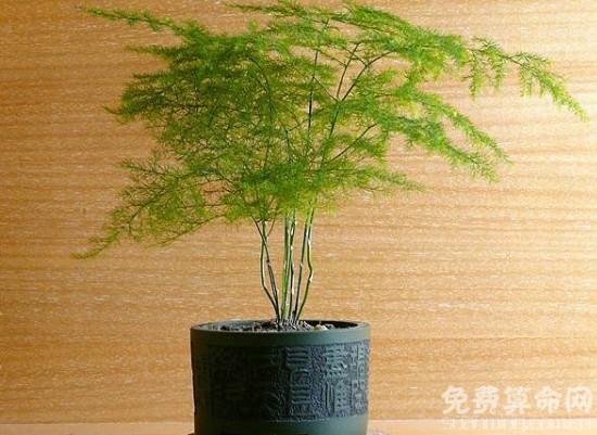 文竹摆放在书房最好，能提高人们的工作效率