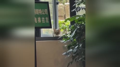 发现一群小奶猫刚想去顺一只 抬头一看吓一跳