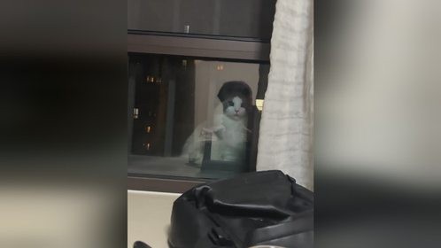 这可是31楼啊！深夜窗外白影飘动 抬眼一看居然是只猫