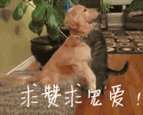 小狗闯了大祸，气得主人将菜刀架在它脖子，下一秒的画面让人笑喷