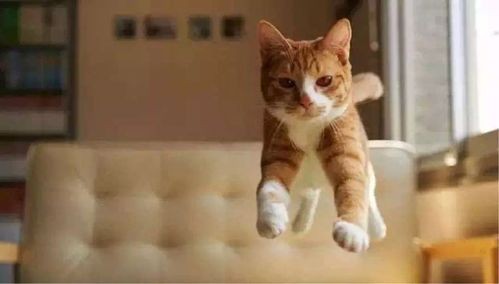 “猫咪除味秘籍,告别重口味,轻松get!”