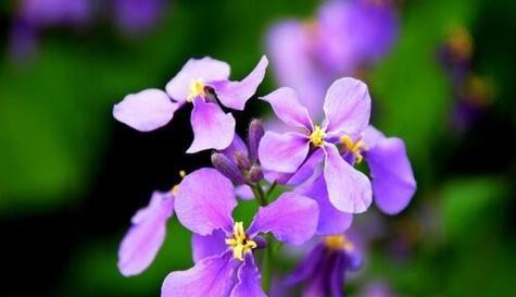 放松身心，迎接宁静之花（樱花的花语与放松身心密切相关）