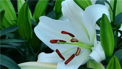 放松身心，迎接宁静之花（樱花的花语与放松身心密切相关）