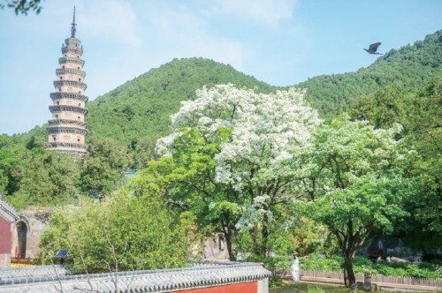 携一缕初夏的芬芳 探寻泉城别样魅力