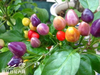 花卉五色椒介绍 五色椒照片图