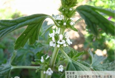 花卉夏至草介绍 夏至草照片图