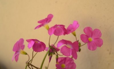 花卉酢浆草简介 酢浆草照片图