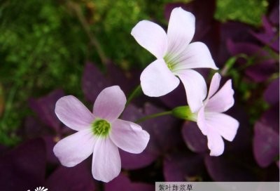 宿根花卉紫叶酢浆草介绍 紫叶酢浆草长什么样图