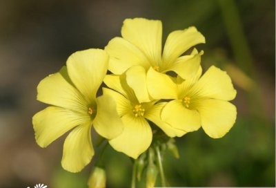 花卉黄色酢浆草简介 黄色酢浆草长什么样图