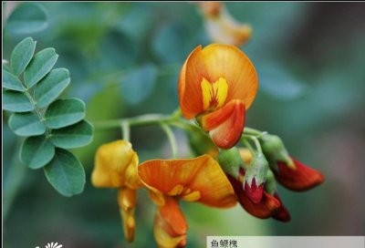 花卉鱼鳔槐介绍 鱼鳔槐长什么样图