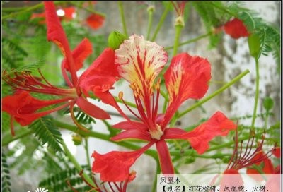 花卉凤凰木介绍 凤凰木长什么样图