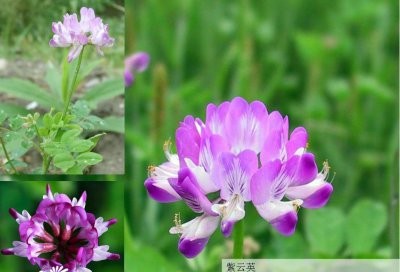 花卉紫云英介绍 紫云英照片图